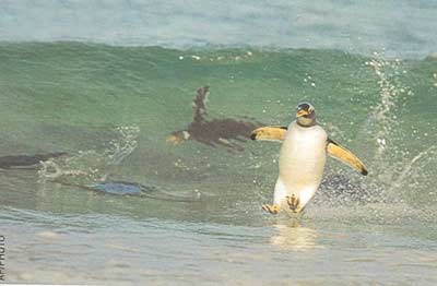 Il pinguino Surfista