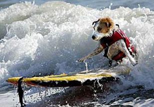 Buddy, il cane che sfida le onde