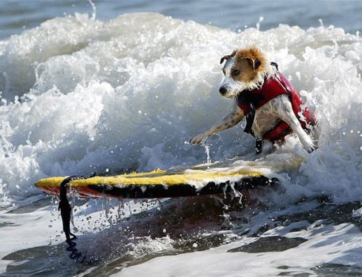La guida dei cani surfisti
