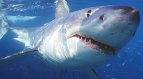Australia: allerta squali, cancellata gara campionato mondo surf